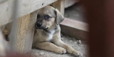 Quelque 400 chiens saisis dans des élevages suspectés de maltraitance animale dans les Hauts-de-France