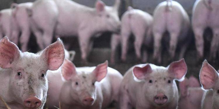Maltraitance animale: lourdes amendes contre un important élevage porcin breton