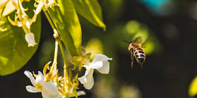 Bientôt de nouvelles mesures contre le déclin des abeilles dans l'Union européenne?