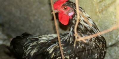 "Il chante du matin au soir": un avis de recherche lancé pour retrouver le propriétaire d'un coq noir au Revest