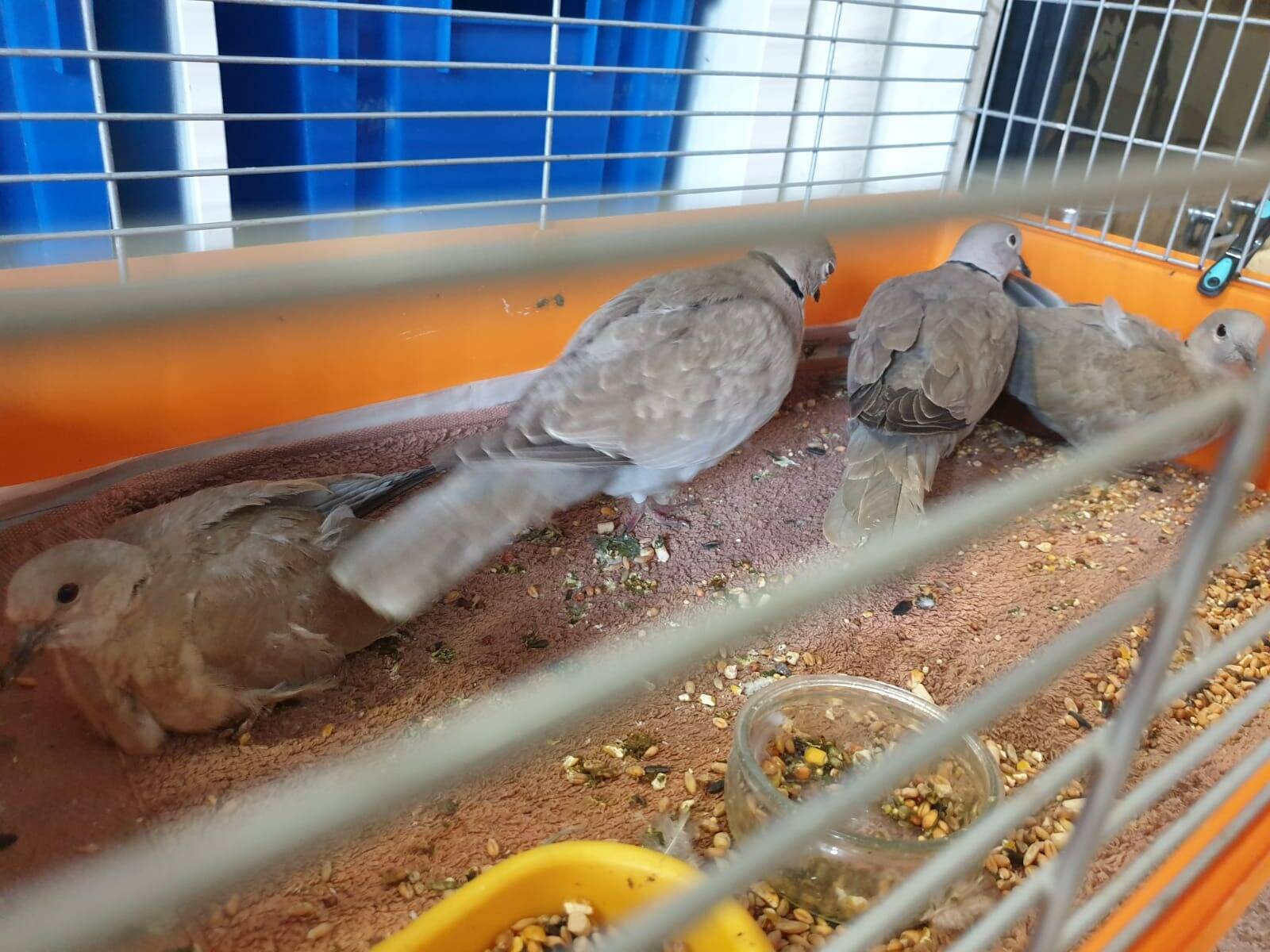 "On n'a jamais vu ça": des milliers d'oiseaux déchiquetés à cause de la tempête de grêle à Vichy