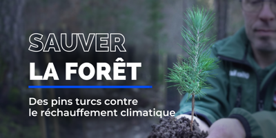 Dans les Alpes-Maritimes, des pins de Turquie pour tenter de sauver cette forêt du réchauffement climatique