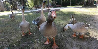 Une pétition pour le retour des animaux au parc du Pré Sandin à Toulon