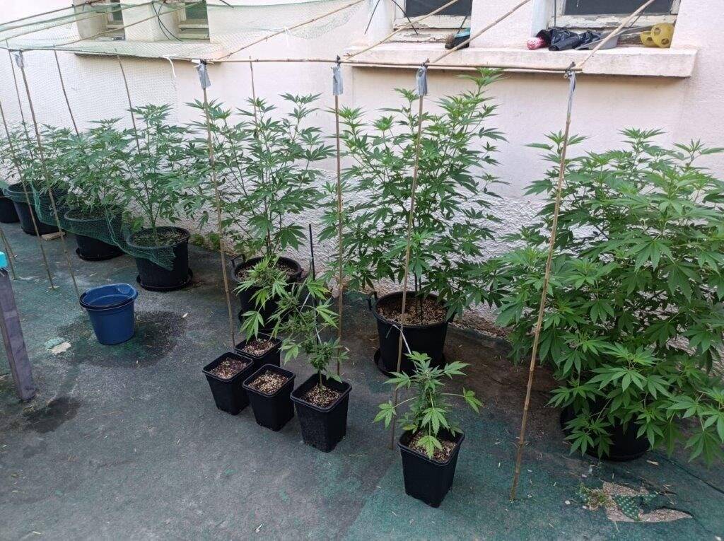 Soixante plants de cannabis et un fusil à pompe découverts aux Sablettes