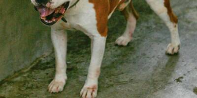 Un garçonnet grièvement mordu au visage par un chien pendant sa fête d'anniversaire à Marseille