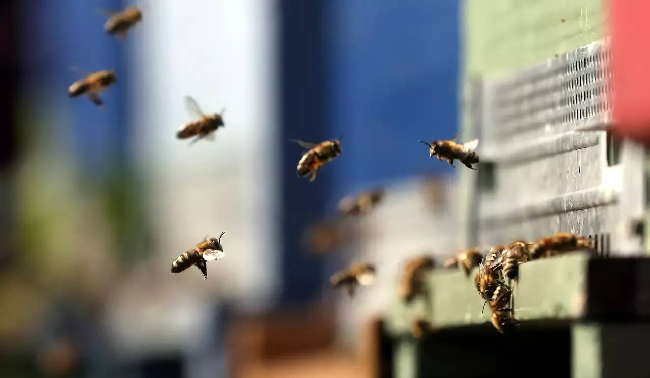 5 millions d'abeilles s'échappent d'un camion et sèment la panique dans un quartier résidentiel au Canada