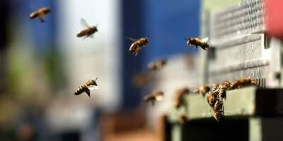 5 millions d'abeilles s'échappent d'un camion et sèment la panique dans un quartier résidentiel au Canada