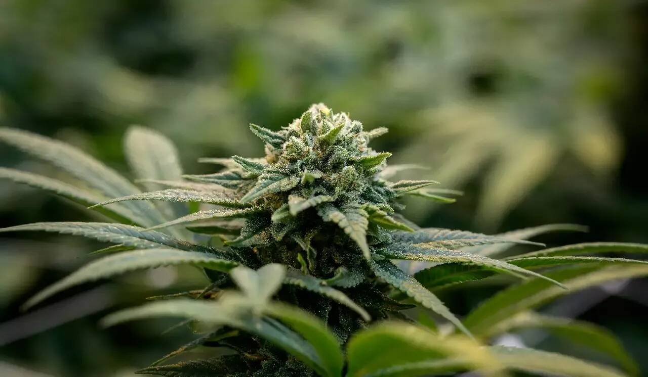 Un Varois cultivait de grandes quantités de cannabis avec son fils "pour ne pas avoir à en acheter à des dealers"