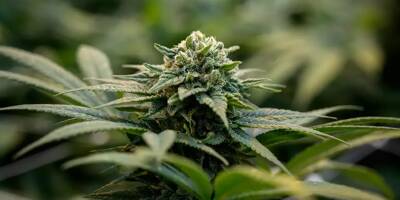 Un Varois cultivait de grandes quantités de cannabis avec son fils 