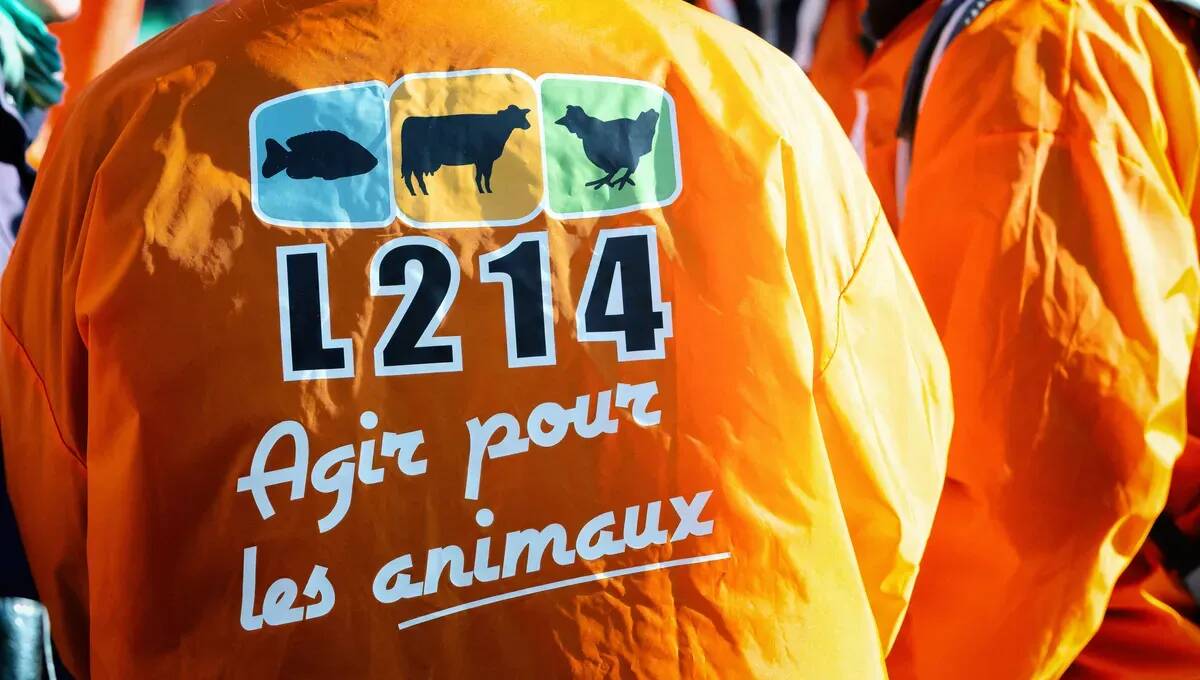 "Saignés encore conscients après des étourdissements ratés": plainte de L214 contre l'abattoir de Porto-Vecchio