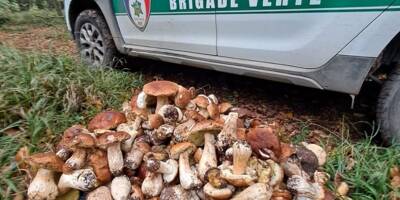 Des cueilleurs de champignons italiens arrêtés avec 150 litres de cèpes dans leur voiture