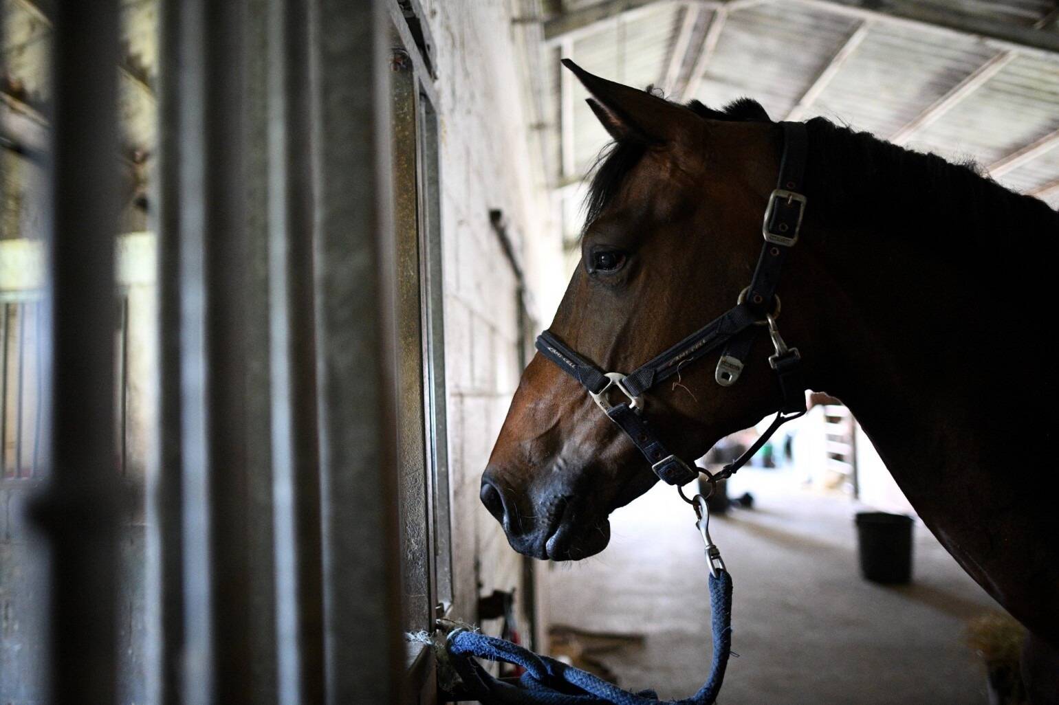 Une adolescente de 12 ans meurt piétinée par son cheval en Isère -  Nice-Matin