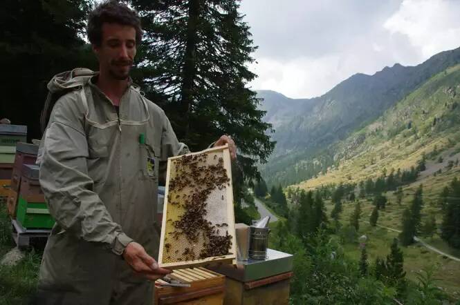 "Il y a un manque de courage des politiques pour l'interdire": le coup de gueule anti-pesticides de cet apiculteur azuréen