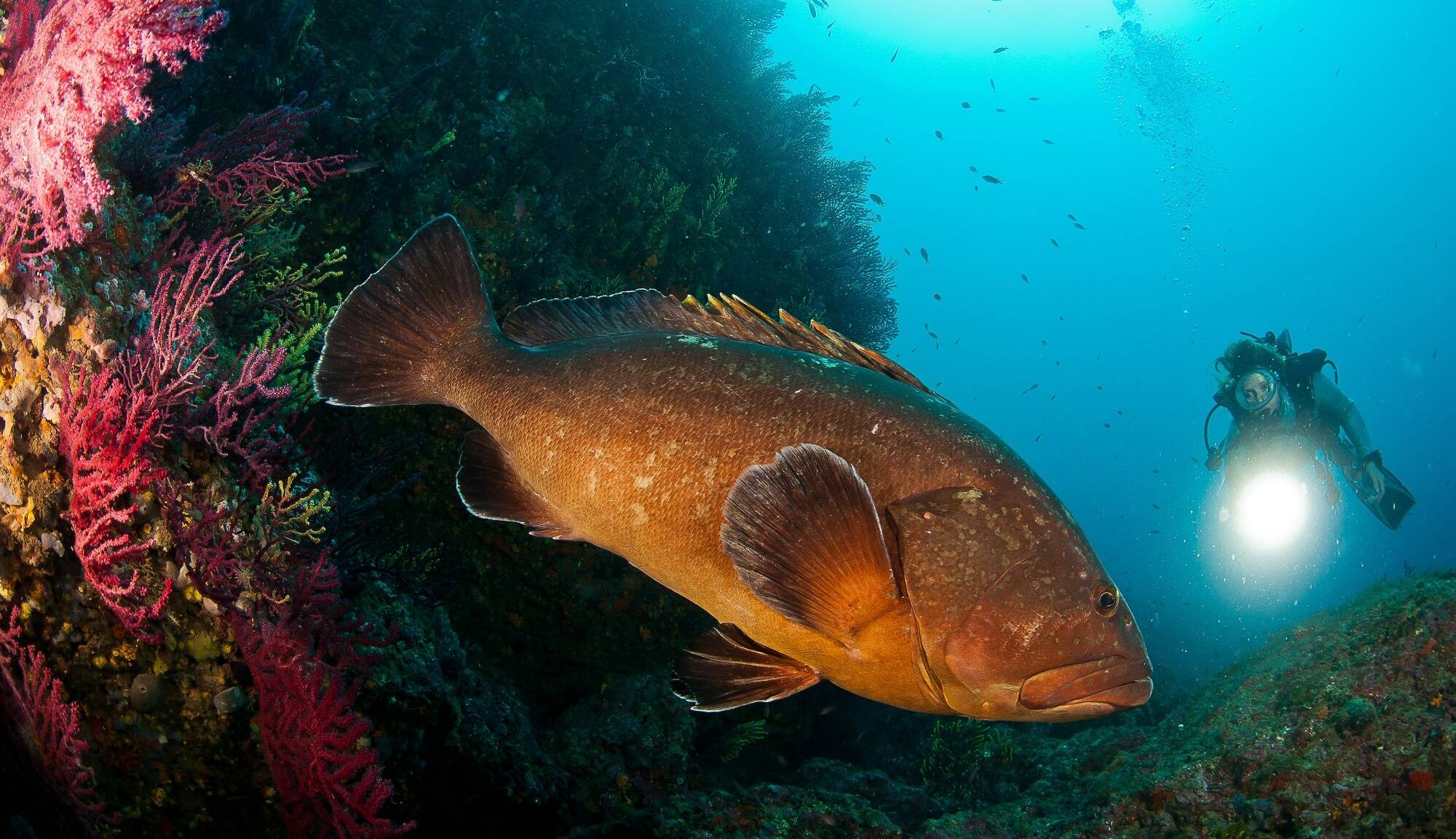 En Italie, dans les Pouilles, comment l'aire marine protégée de Torre Guaceto est devenu un exemple de gestion marine vertueuse?