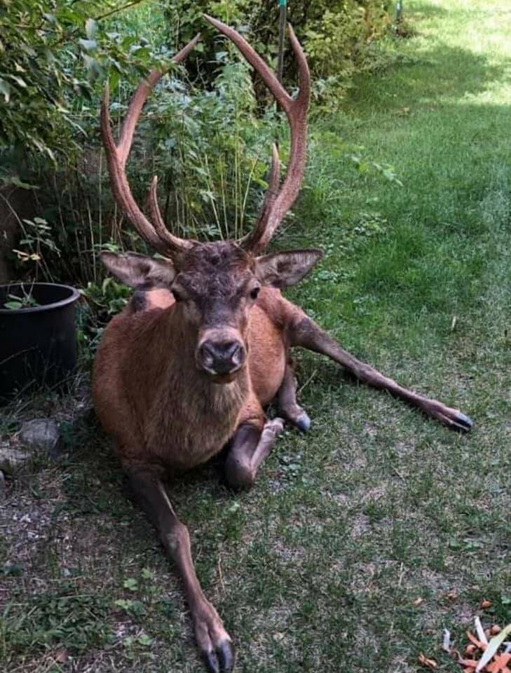 "On adorait l'avoir", Emile le cerf devenu mascotte d'un village des Alpes-Maritimes est mort
