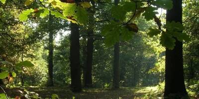 Comment des promeneurs nudistes mettent sens dessus dessous la forêt de Robin des Bois