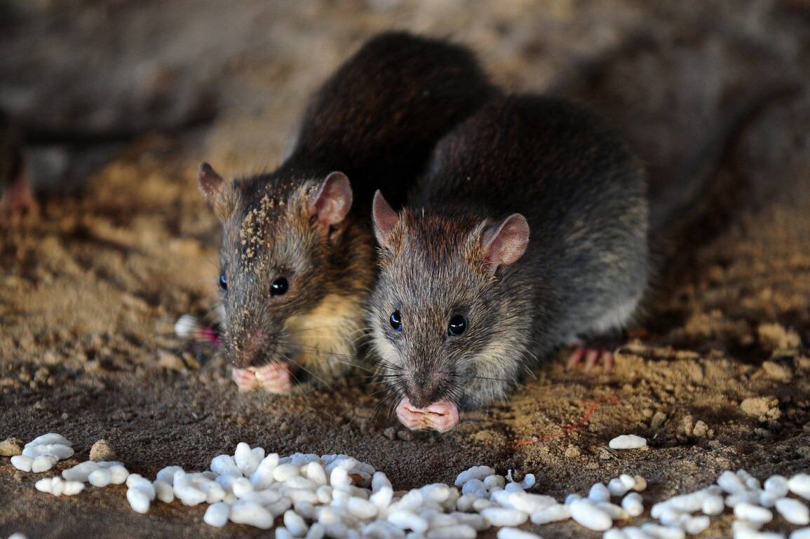"Les rats se promènent dans les classes et la cantine": ce que l'on sait de l'invasion de rats dans une école élémentaire de Marseille