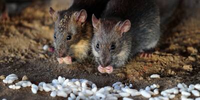 Des rats se baladent dans les classes et à la cantine d'une école de Marseille, les parents indignés