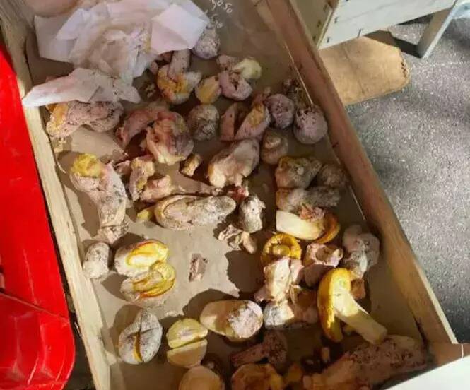 "Quand j'ai vu leur couleur, j'ai donné l'alerte": le vendeur de champignons potentiellement vénéneux sur le marché de Vence s'explique