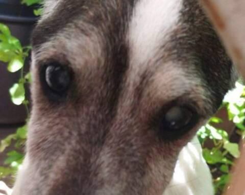 Il erre dans le jardin de son maître récemment décédé Aidez ce chien à  retrouver une famille dans le Var - Nice-Matin