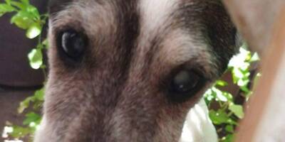 Il erre dans le jardin de son maître récemment décédé... Aidez ce chien à retrouver une famille dans le Var