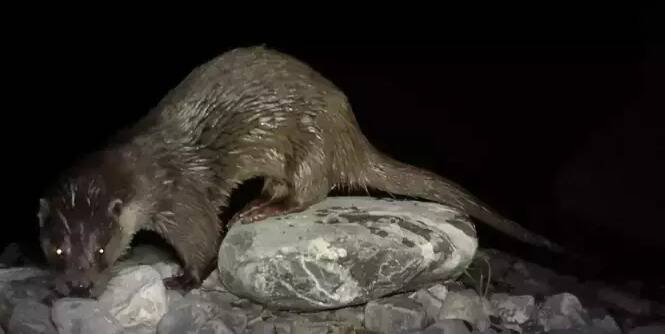 Elle n'avait plus été vue depuis la tempête Alex: la loutre d'Europe n'a finalement pas disparu de la vallée de La Roya