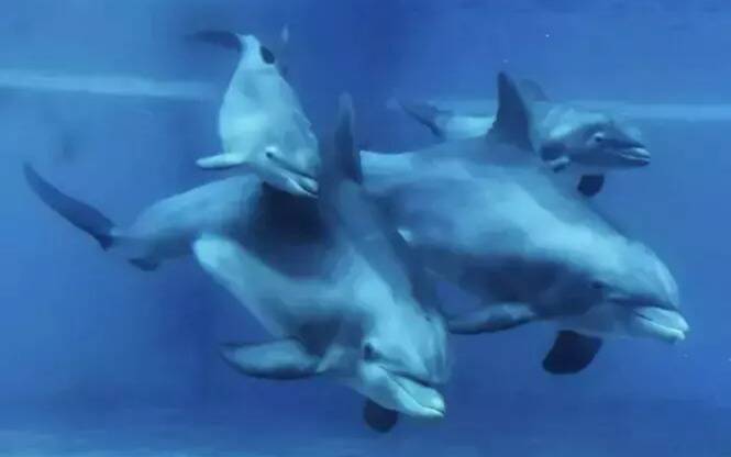 Pourrait-il accueillir ceux de Marineland? Ce parc animalier est le seul en France a présenter encore ses dauphins au public