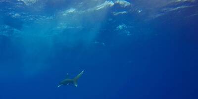 En Méditerranée, requins et raies souvent pêchés malgré les protections, selon une étude