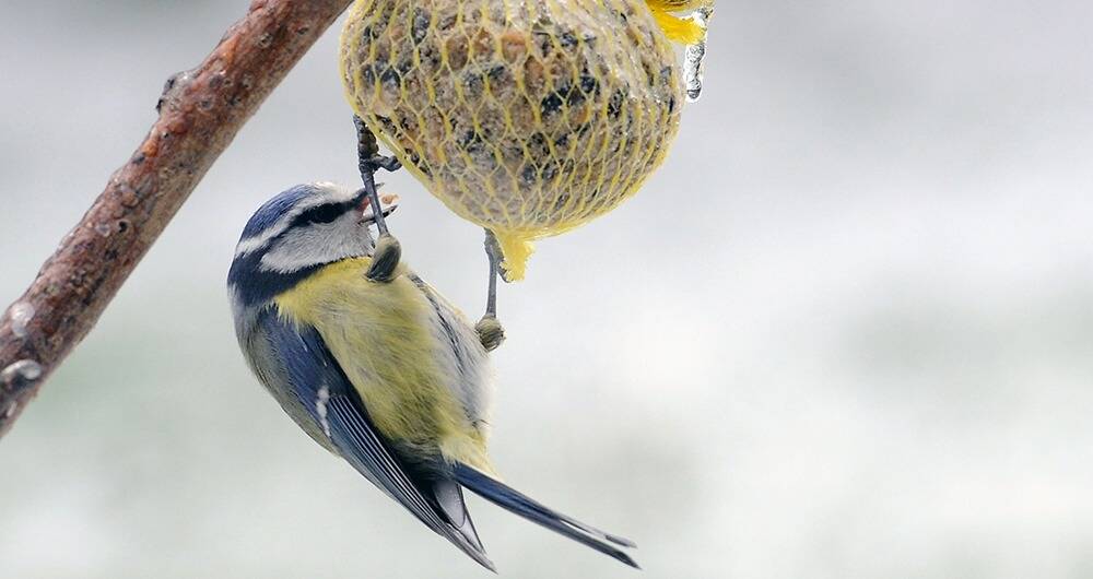 Des nichoirs aux enchères samedi à Saint-Jean-Cap-Ferrat pour aider les mésanges