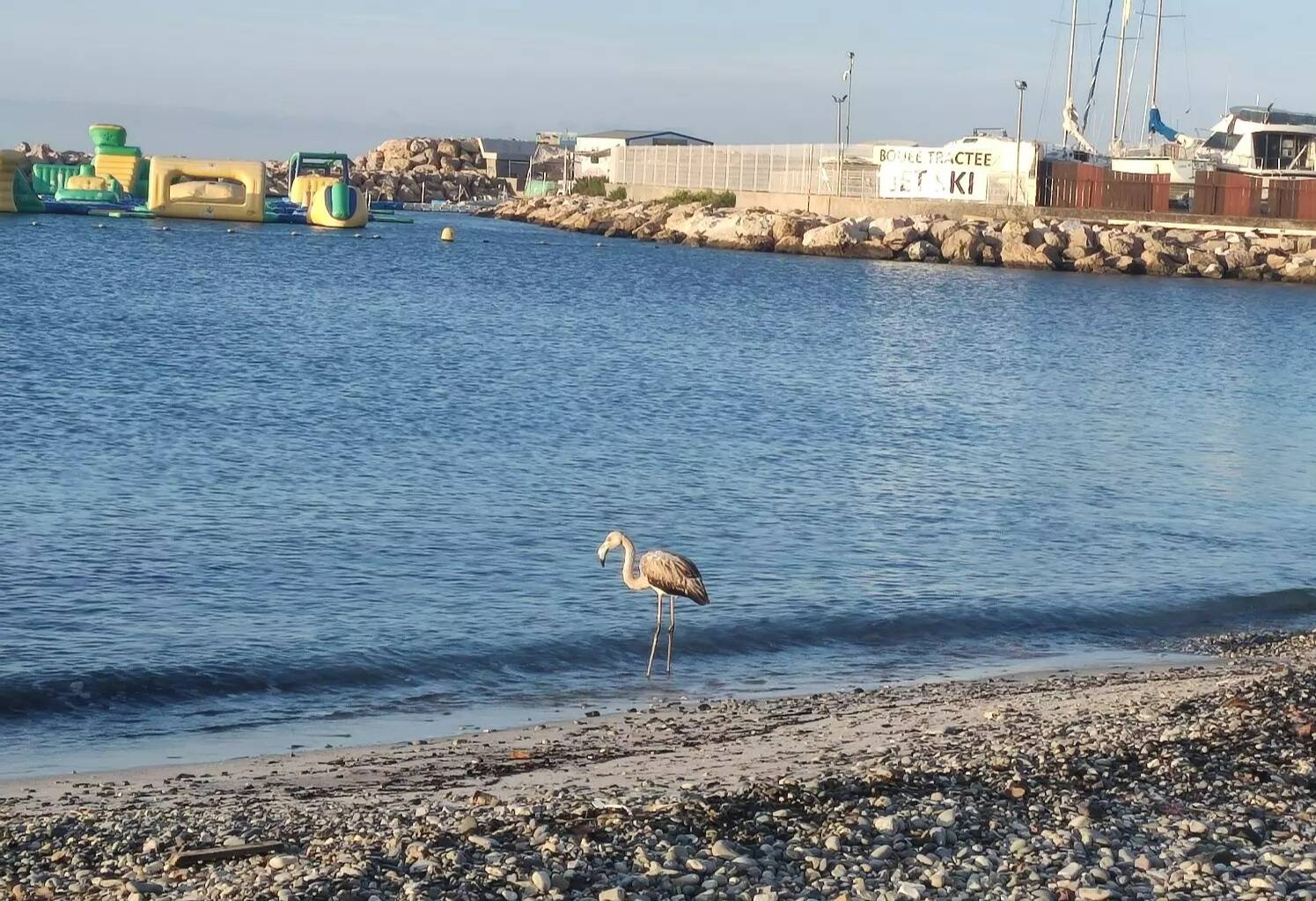 Un flamant rose aperçu ce vendredi matin sur une plage des Alpes-Maritimes