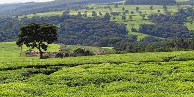 Des fabricants de thés dont Lipton mis en cause pour des abus sexuels au Kenya