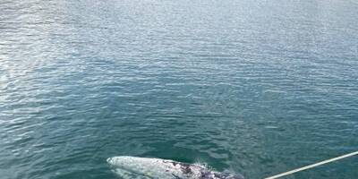 VIDEO. Une baleine aperçue dans le port de Bormes-les-Mimosas ce vendredi