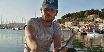 VIDEO. Un pêcheur attrape un petit requin bleu dans le port de Saint-Mandrier