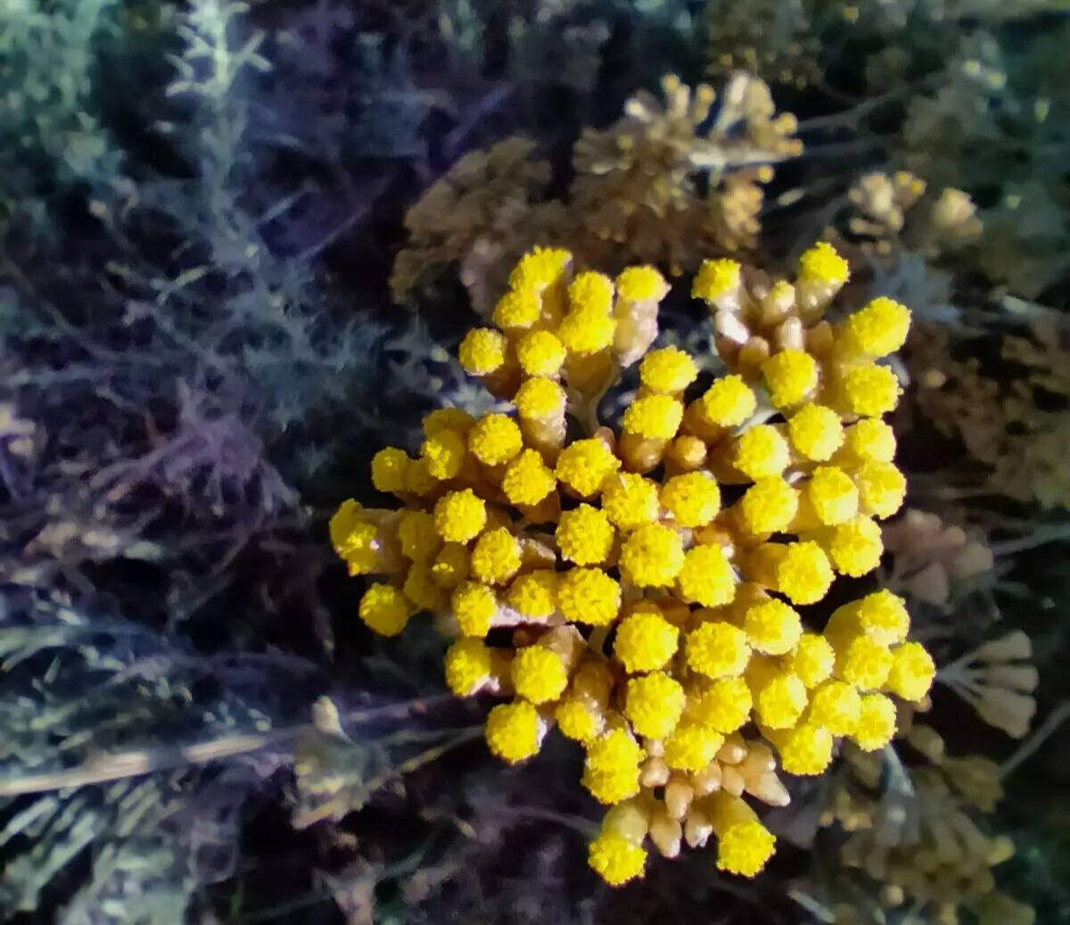 Connaissez-vous l'immortelle d'Italie, une plante aux mille et une vertus plutôt rare sur la Côte d'Azur?