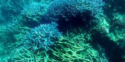 Australie: le corail de retour dans certaines parties de la Grande Barrière