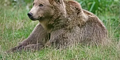 On vous donne des nouvelles de Boki, le premier ours a avoir été opéré du cerveau