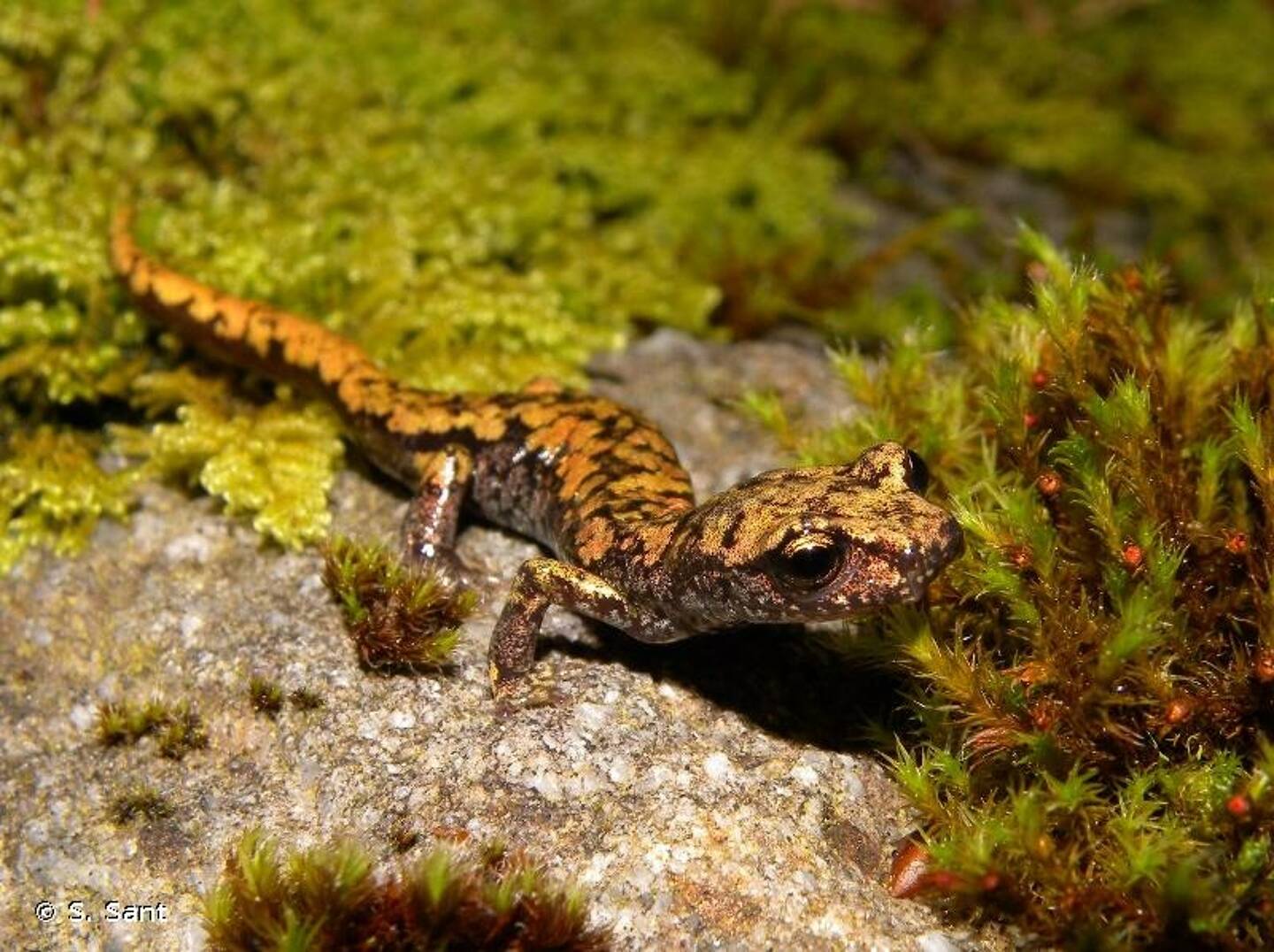 À première vue, il peut faire penser à une petite salamandre. Mais son petit nom à lui, c’est le spéléomante de Strinati.