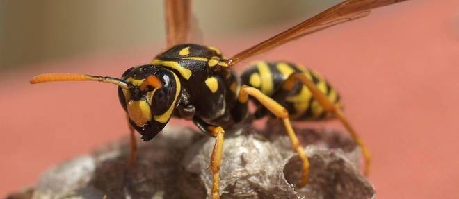 Des squatteurs s'installent dans sa maison, une mamie de 78 ans lance un nid de guêpes à l'intérieur pour les déloger