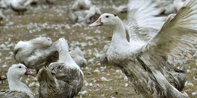 Grippe aviaire: déjà plus de 200.000 canards abattus, 400.000 en passe de l'être