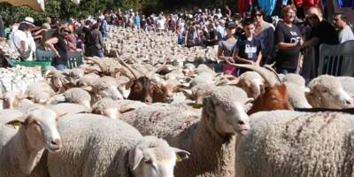 Venez accompagner plus de 1.000 moutons en transhumance à Roubion ce dimanche