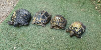 Les tortues d'Hermann, l'espèce menacée du massif des Maures, vont-elles survivre au passage de l'incendie dans le Var?