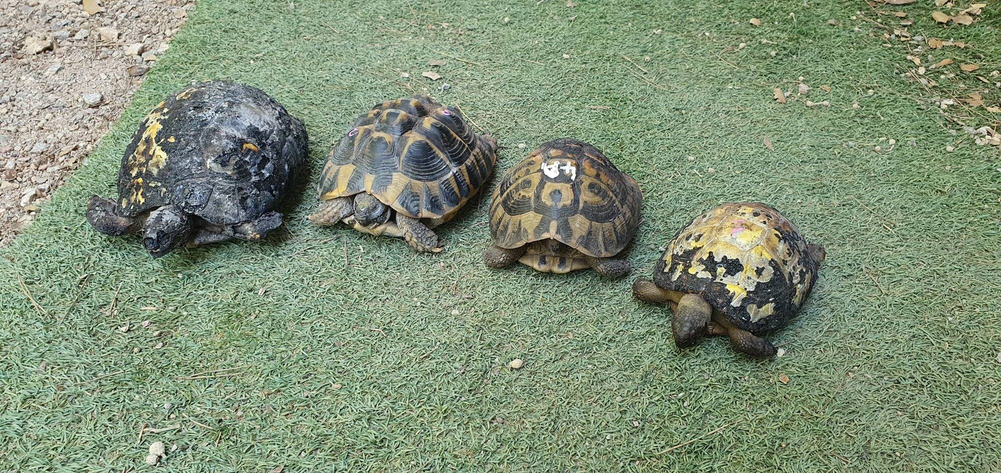 Tortue d'Hermann - Parc animalier de la Barben