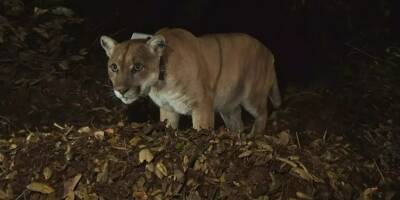 Un énorme pont pour animaux conçu pour sauver les pumas à Los Angeles