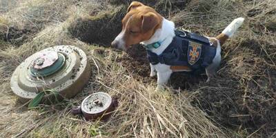 Patron, le petit chien démineur est devenu héros national en Ukraine en repérant près de 90 bombes