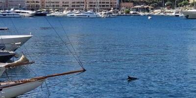 Un dauphin aperçu dans le port Hercule à Monaco