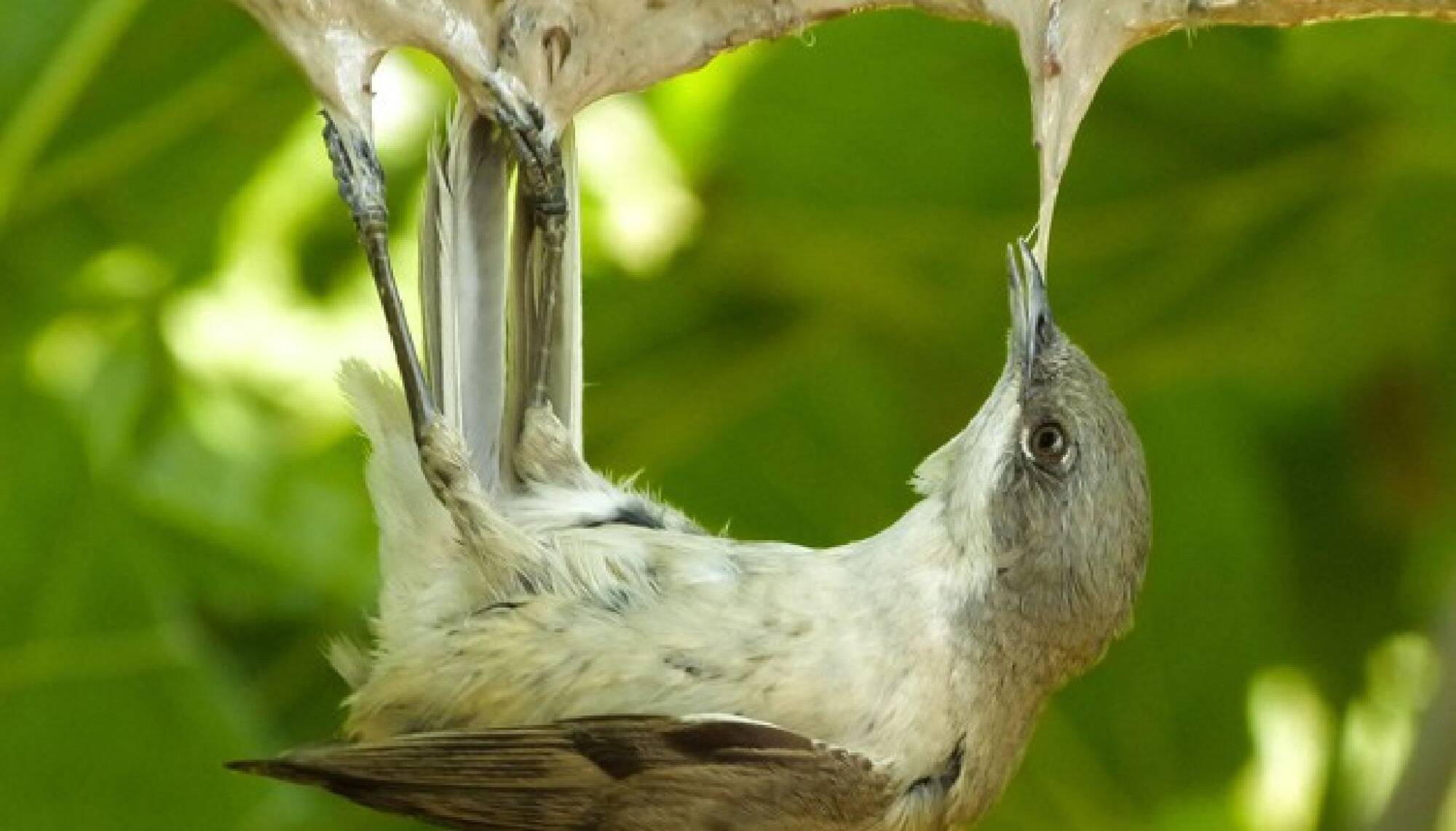 La chasse à la glu désormais illégale en France, pourquoi cette pratique pose-t-elle problème?