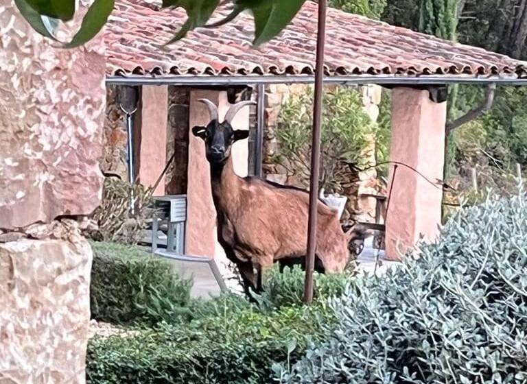 Whose goat is this walking near the Bois des Demoiselles in Draguignan?