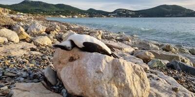 Pourquoi autant de pingouins sont retrouvés morts sur les côtes des Alpes-Maritimes et du Var?
