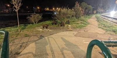 Insolite: une famille de sangliers aperçue vendredi soir dans le quartier de l'Ariane à Nice