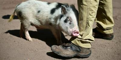 Le cochon nain d'un tatoueur retrouvé peinturluré: une enquête ouverte, l'animal confisqué à Nice
